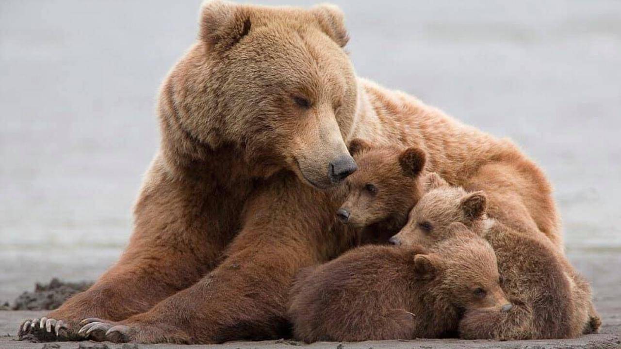 L'orsa JJ4 non può deve essere