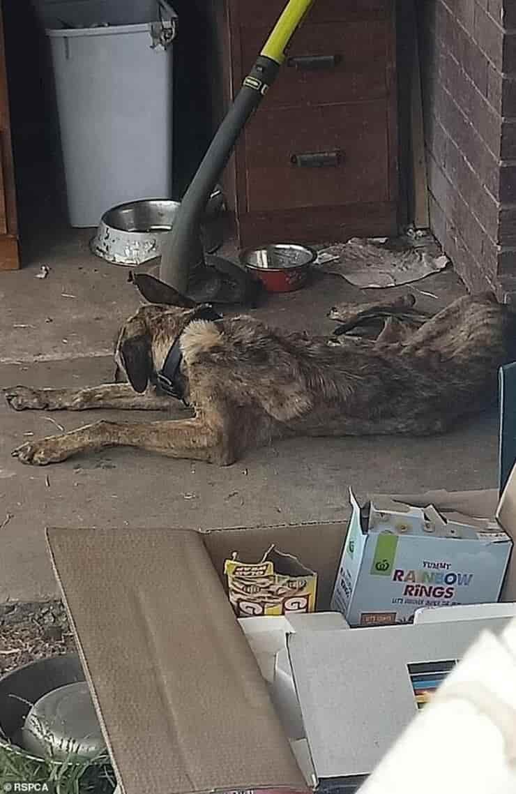 Roman il cane salvato dall'RSPCA dopo che i suoi proprietari l'avevano lasciato senza cure (Foto RSPCA)