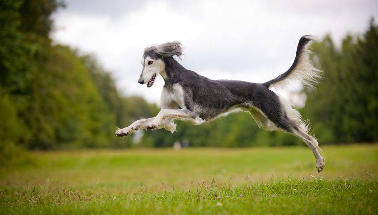 Saluki