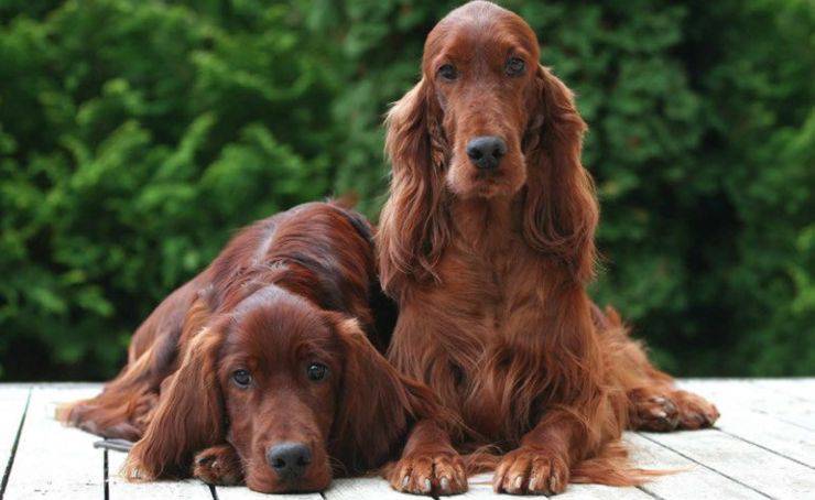 Setter irlandese rosso