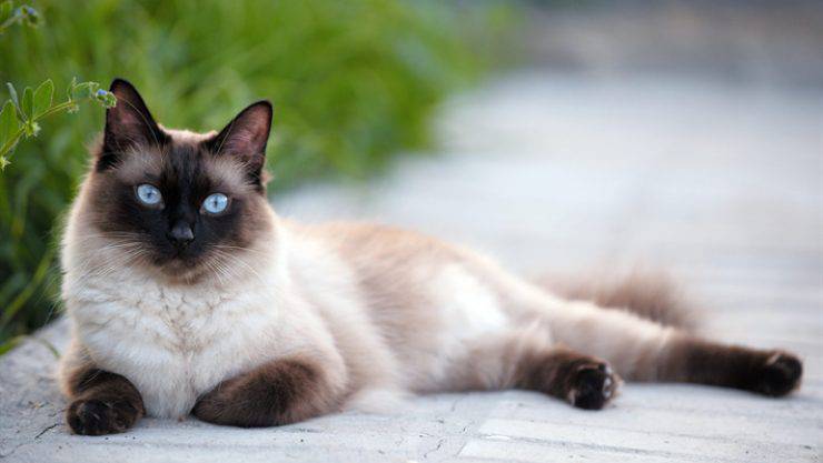 Siamese