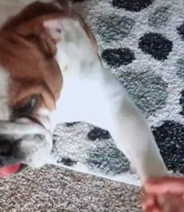 Snax il cane che comprende solo lo spagnolo (Screen Video)