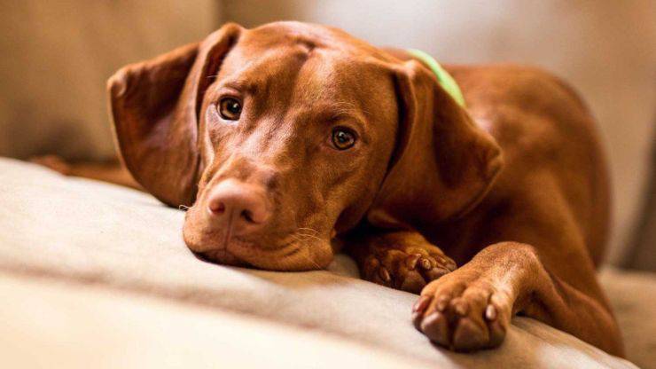 Vizsla