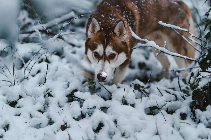 Razze canine che fanno buche