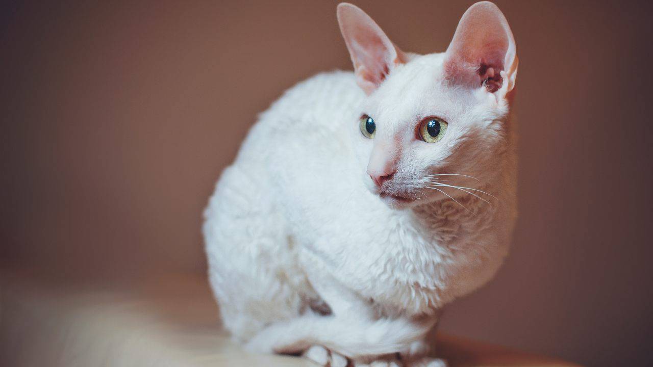 adottare cornish rex