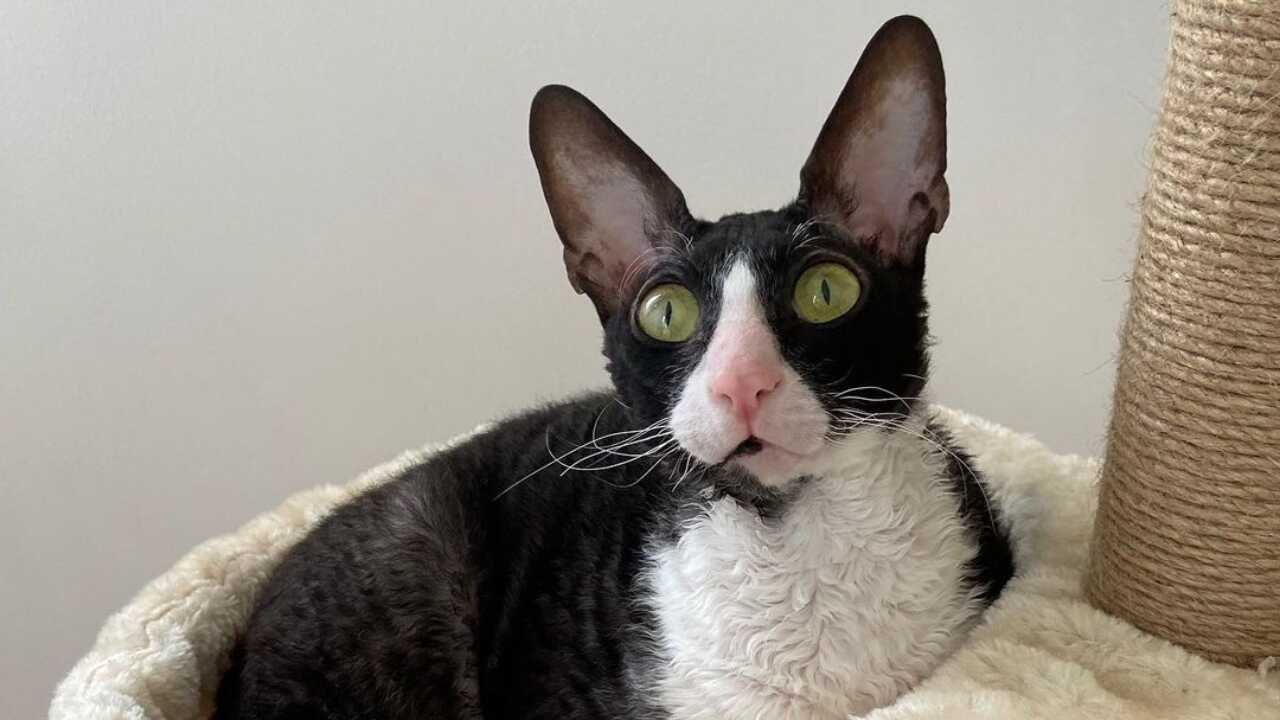 alimentazione cornish rex