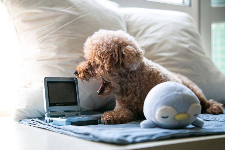 Il cane guarda i cani in tv