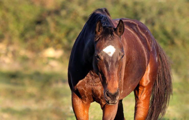 Il cavallo sfodera