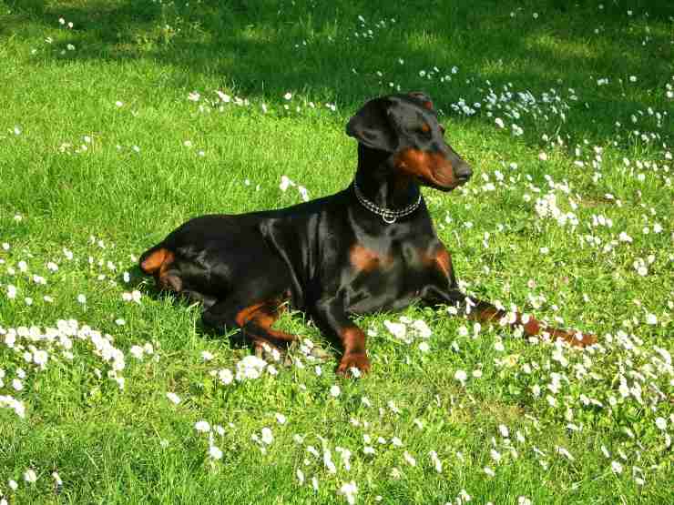 Cagnolino sul prato