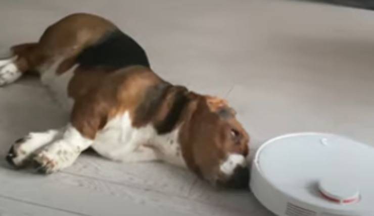 L'aspirapolvere che gira attorno al cane (Foto video)