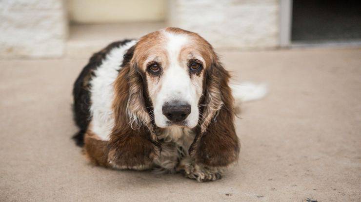 Alimentazione del Basset Hound