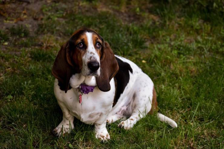 Basset Hound in sovrappeso