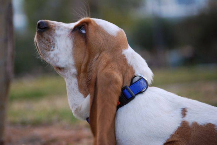 Alimentazione del Basset Hound