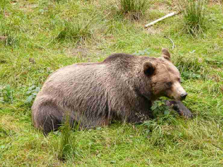 Cosa mangia l'orso