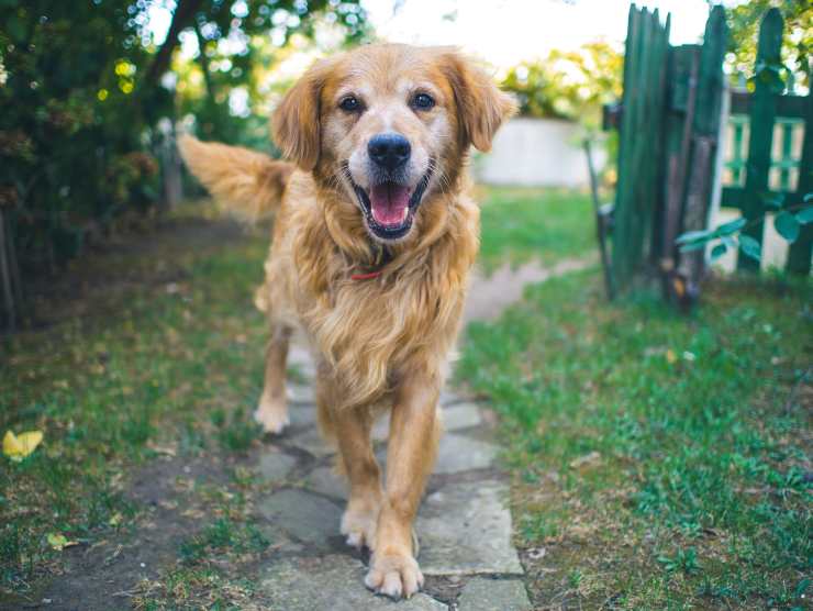 Il cane e l'igiene dopo l'uscita