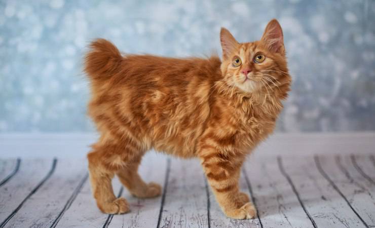 bobtail americano