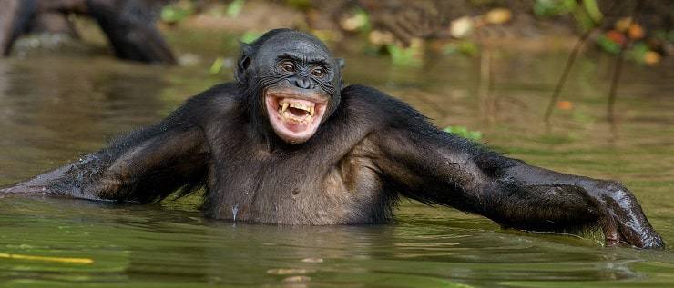 bonobo sorridente 