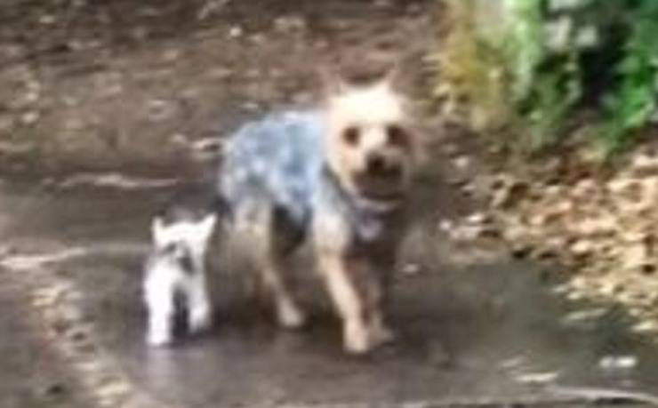 Il cane e il gattino (Foto video)