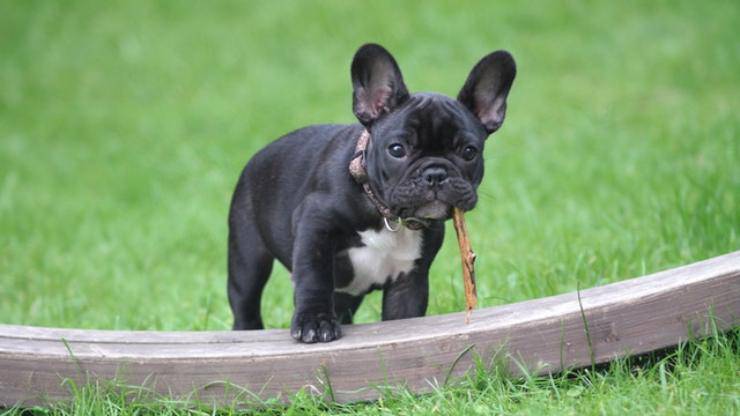 cane con bastoncino