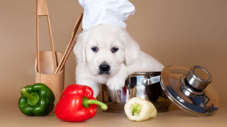 cane puo mangiare peperoni 