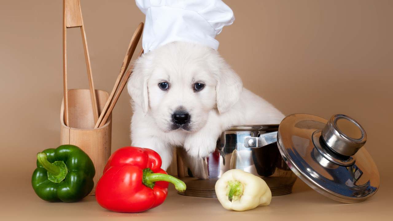 Il cane può mangiare i peperoni?
