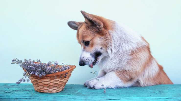 cane può mangiare timo 