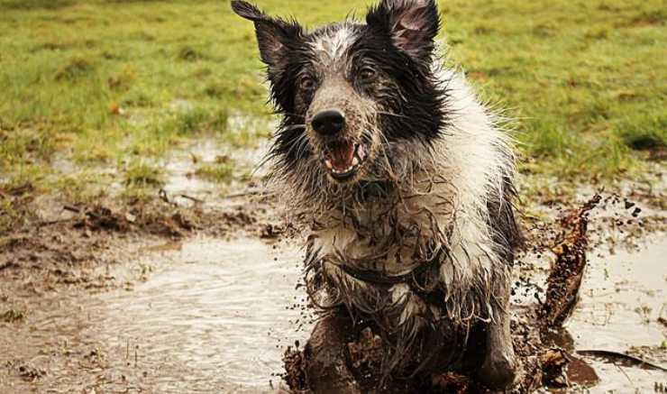 cane sporco di fango