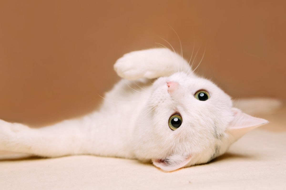 gatto bianco sulla schiena