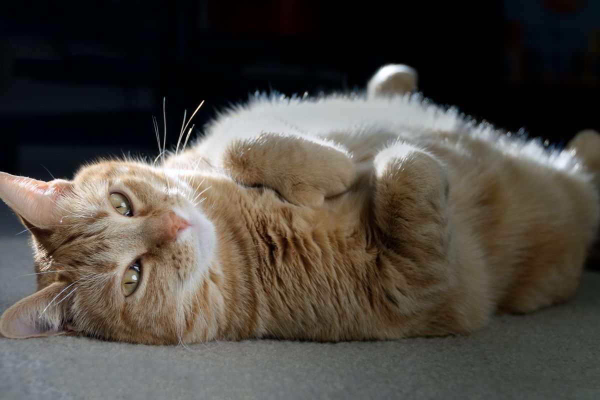 gatto con la pancia all'aria