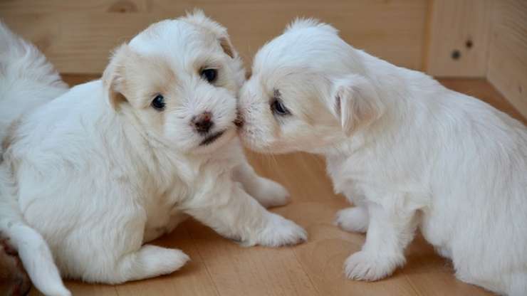 capire quanto diventerà grande un cane