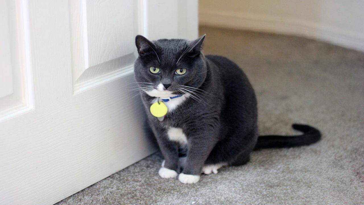 Gatto Gratta La Porta Di Notte