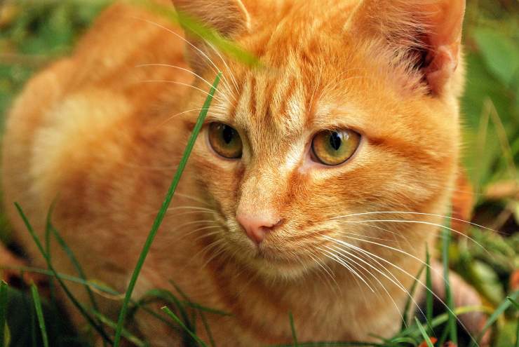 Come far convivere il gatto e il pappagallo