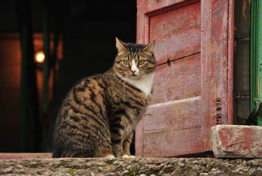 Gatto Gratta La Porta Di Notte
