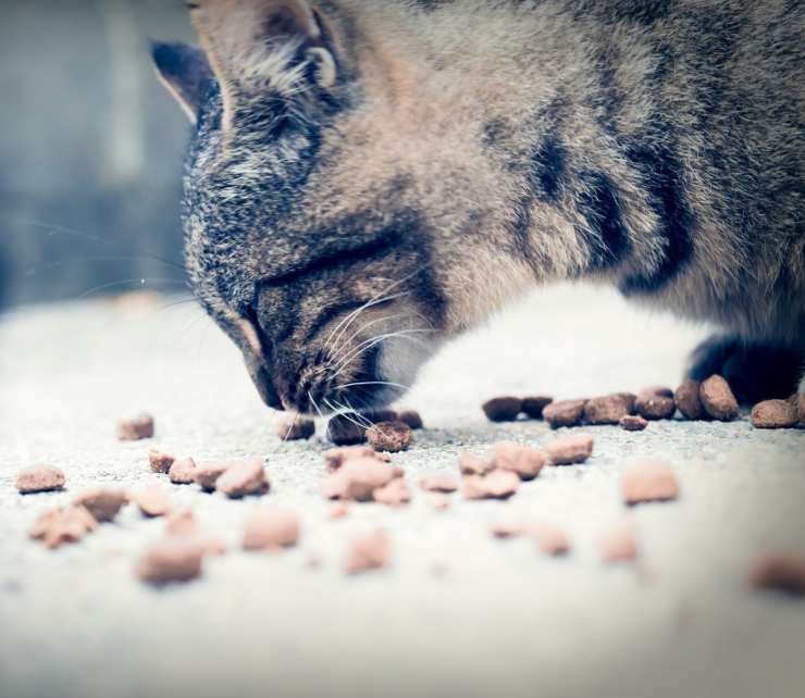 Alimentazione mista per il gatto