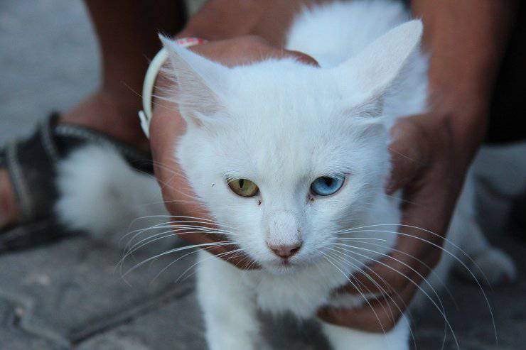 Gatto dagli occhi di due colori