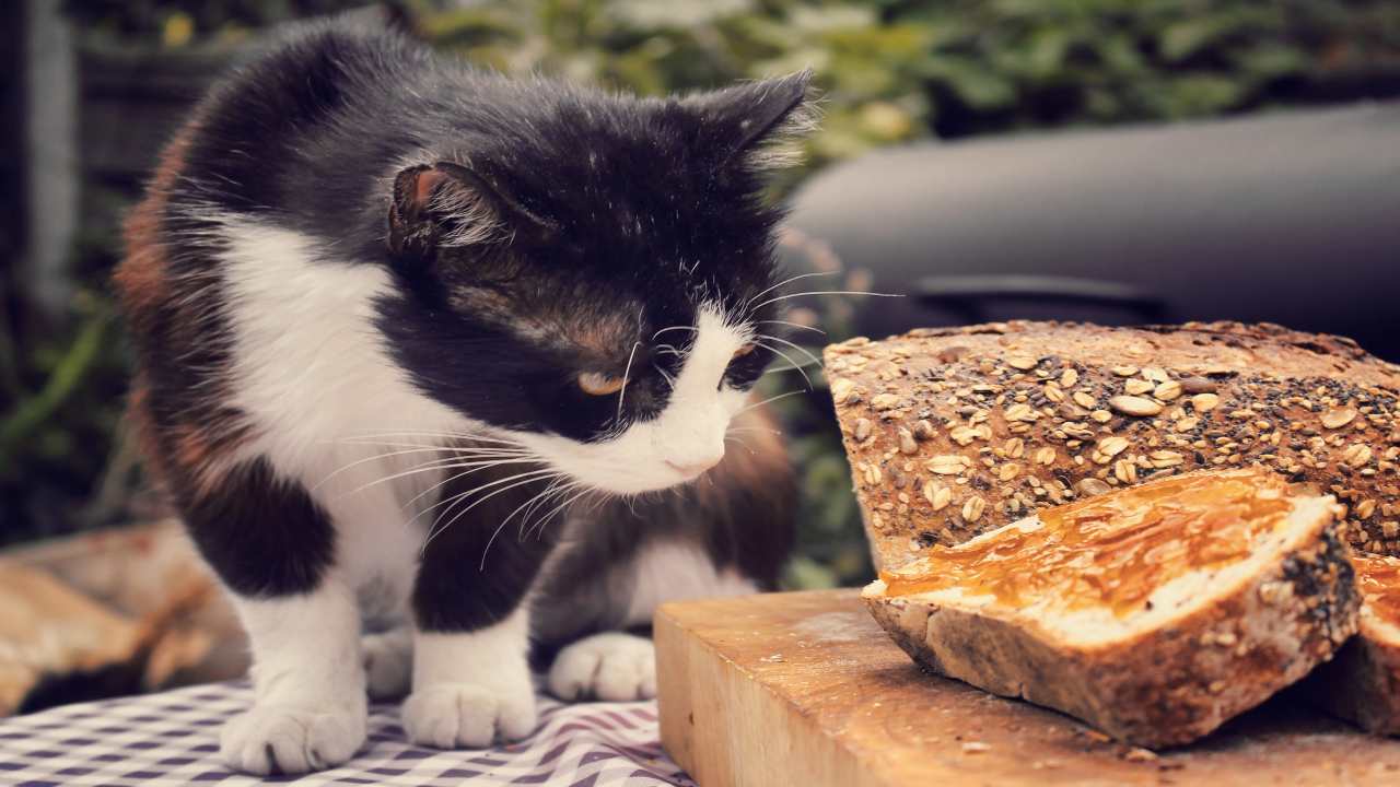 Come Educare Un Gatto A Non Salire Sul Letto