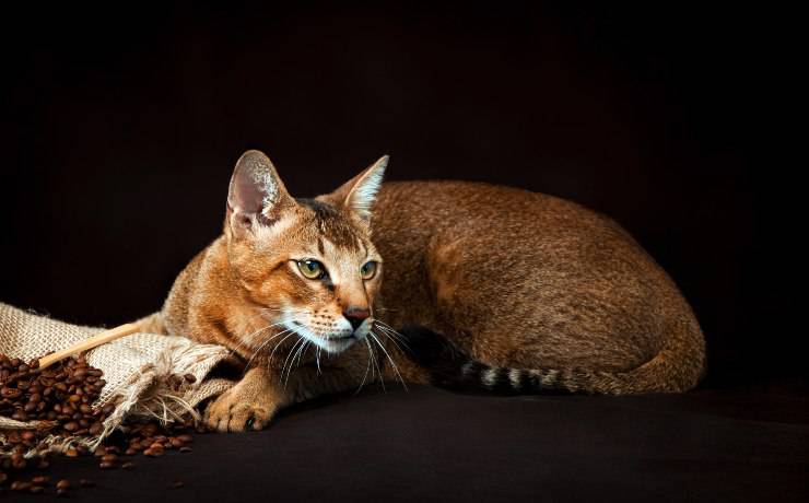 chausie