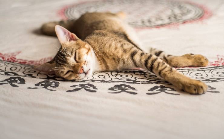 chausie curiosità