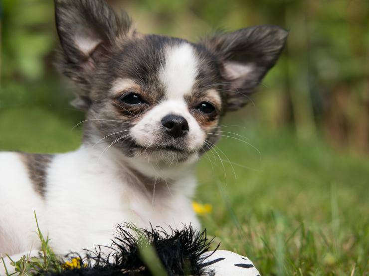 Cagnolino nell'erba