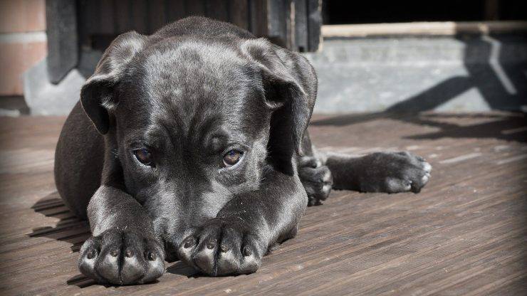 coccole stressano cane