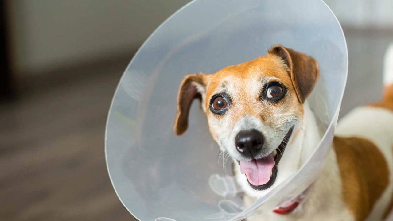 Collare elisabettiano per il cane