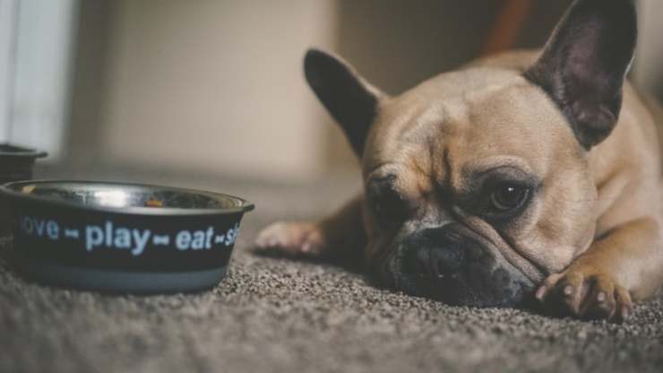 come insegnare al cane ad aspettare la ciotola