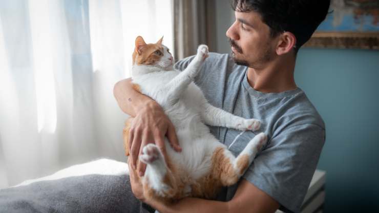 come insegnare al gatto la parola no