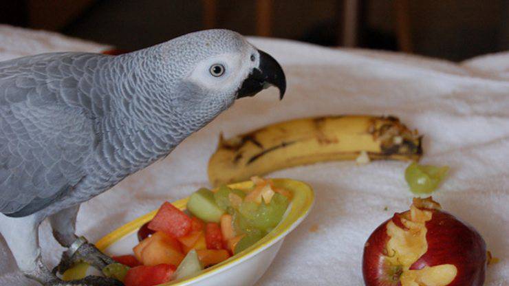 come invogliare il pappagallo a mangiare frutta e verdura