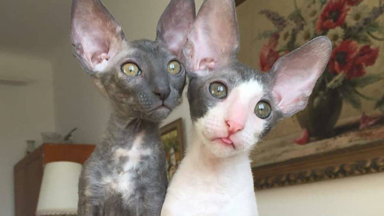 cornish rex