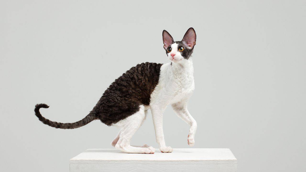 cornish rex cura