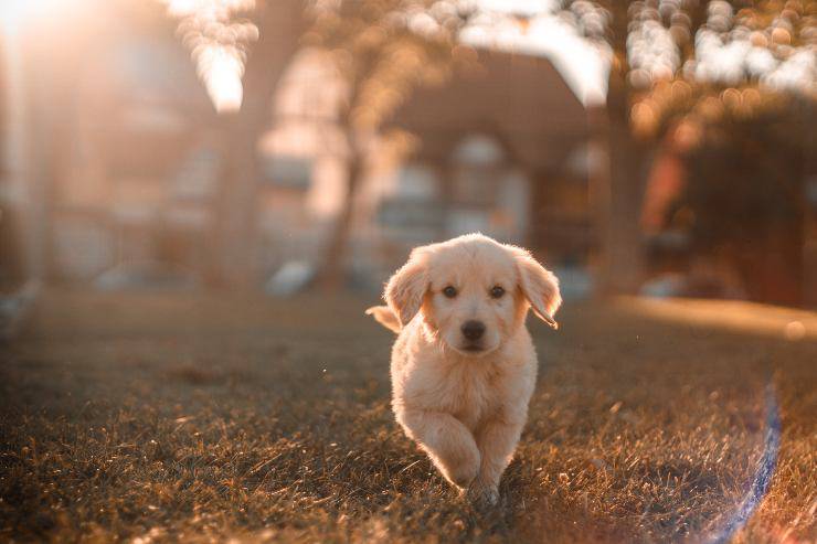 Portare un nuovo cane a casa