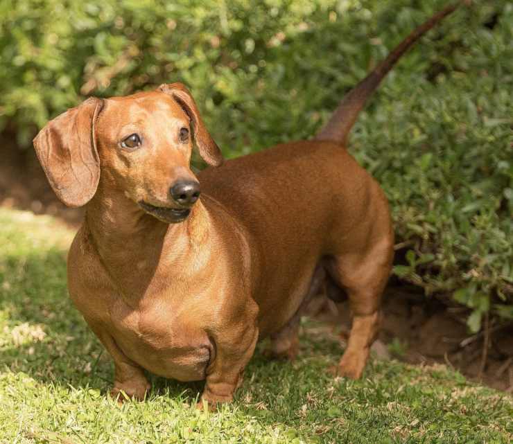 Malattie più comuni del Bassotto