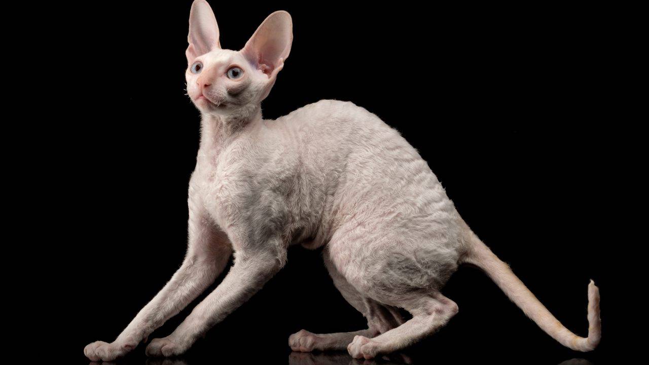 Differenza tra Cornish Rex e Devon Rex