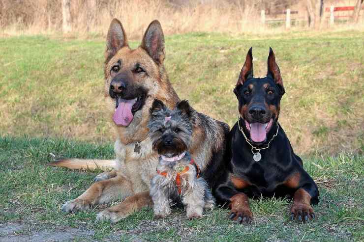 Razze canine che scavano di più nel giardino